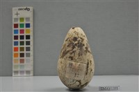 藏品(普通海鴉鳥卵)的圖片